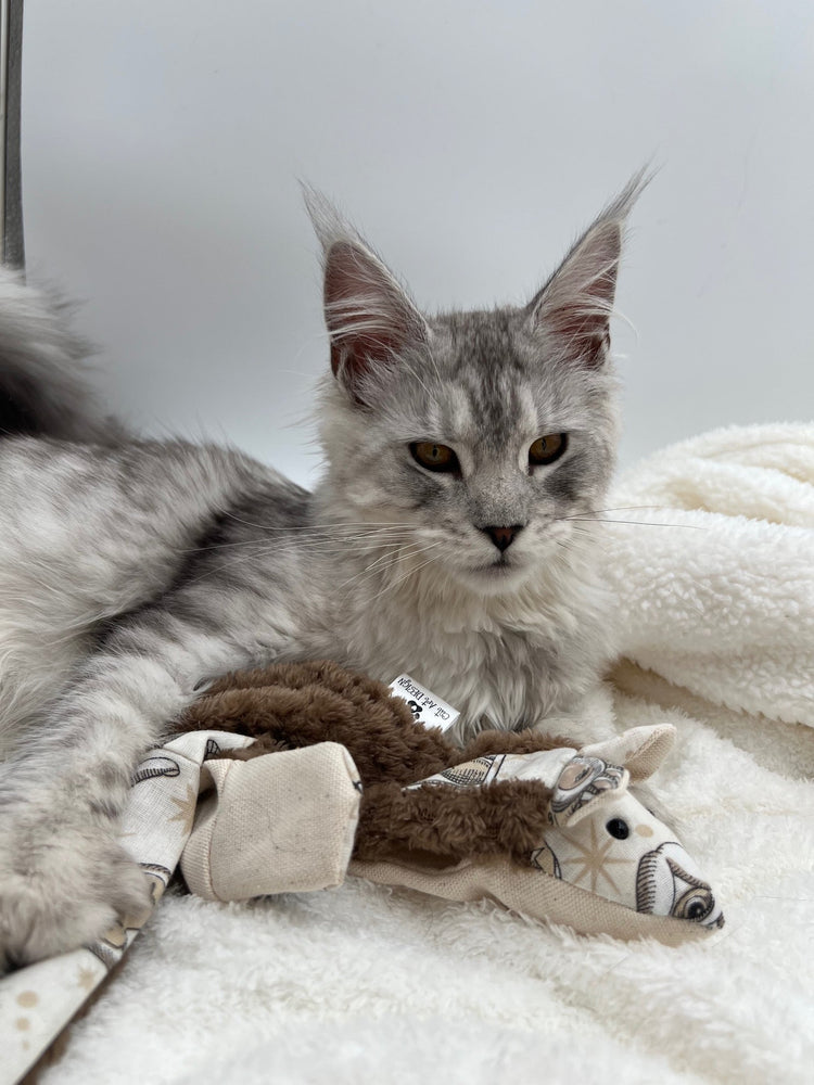 RATAPLA PREMIUM - L'ami des chats curieux