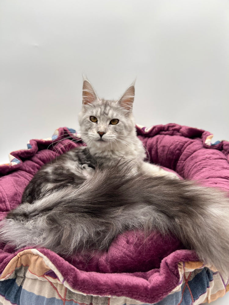 ROSALILI CAT - Le coussin raffiné