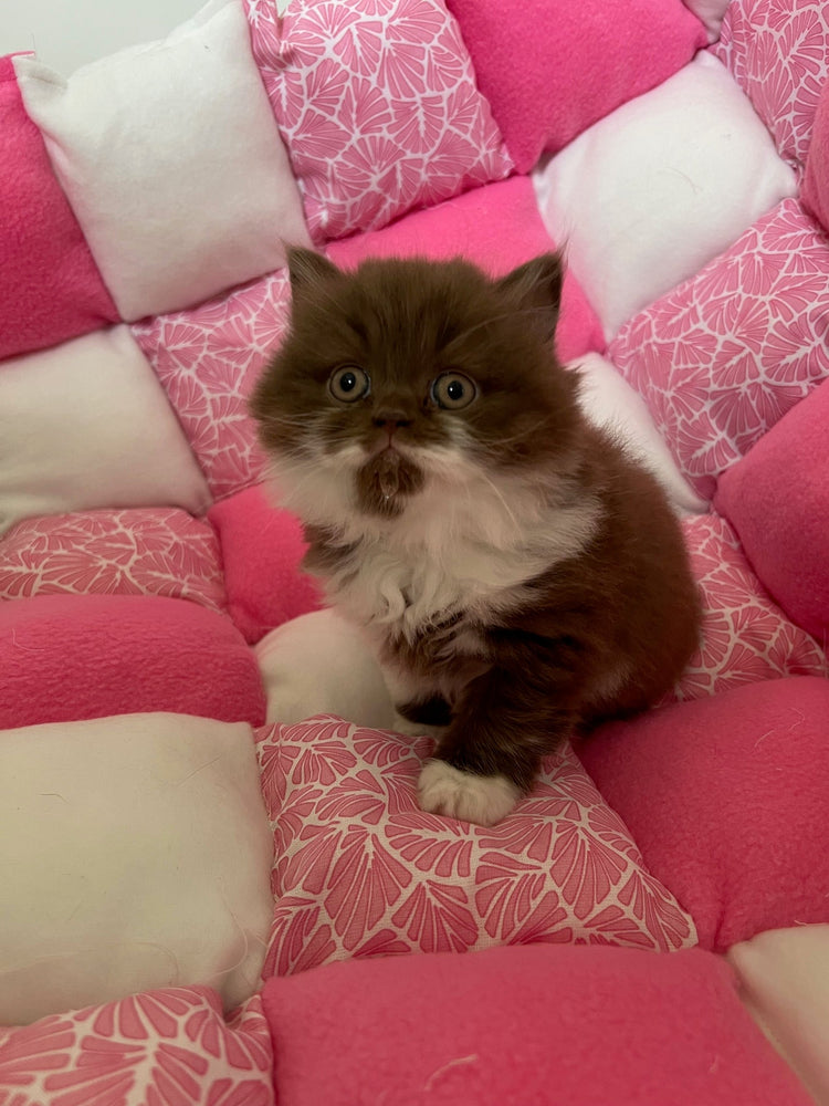 TAPIPUFF - Tapis moelleux et modulable pour un confort tout en douceur