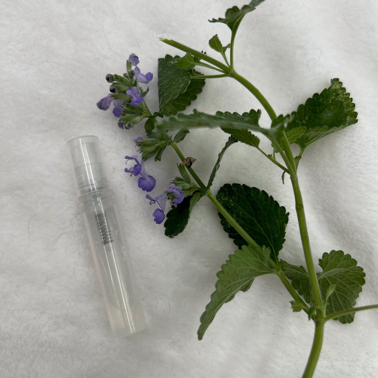 MINI VAPO'HERBES – Cataire (Nepetta cataria)