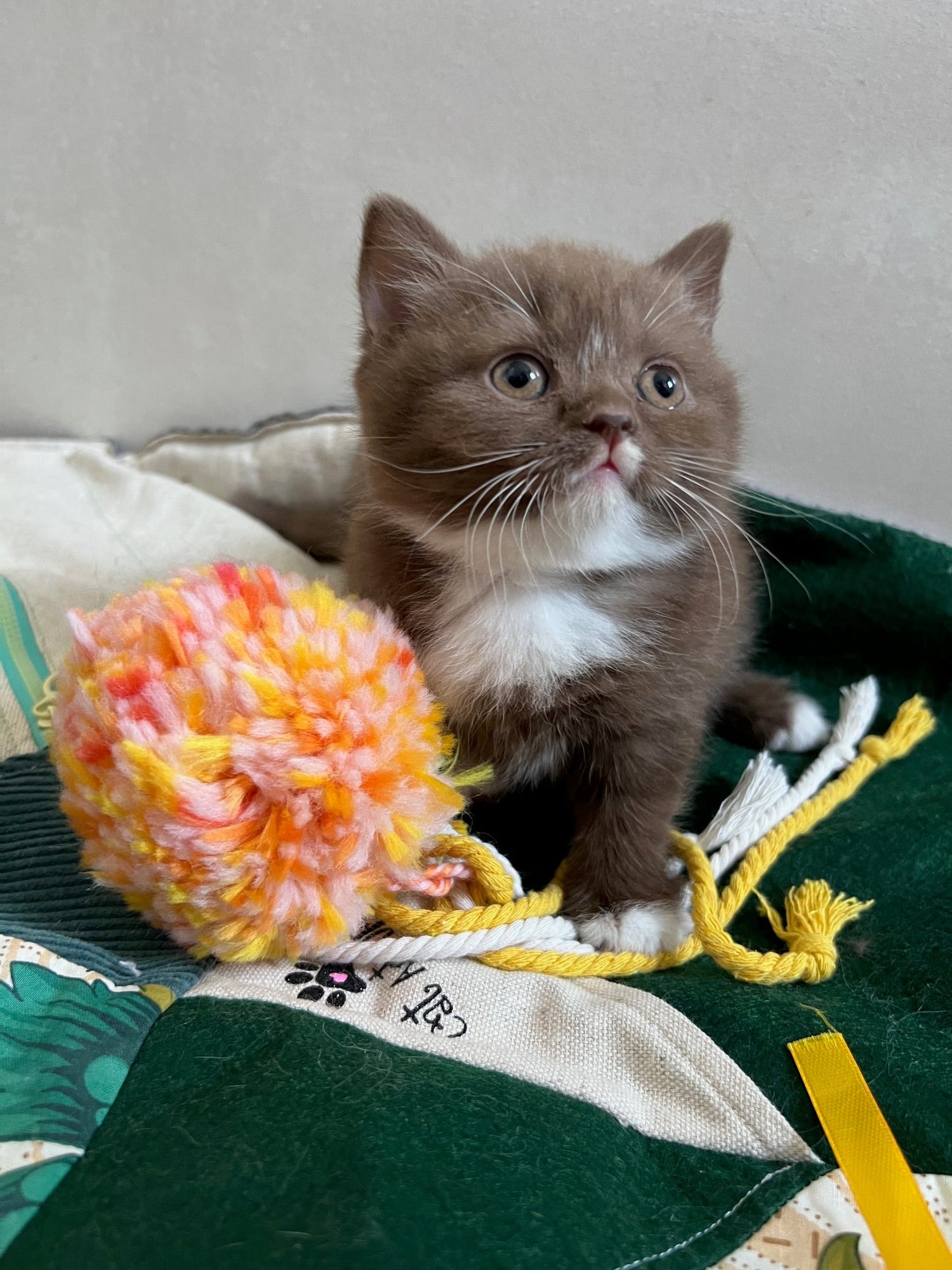 AMUZ CAT - Tapis d'éveil sensoriel pour chaton curieux