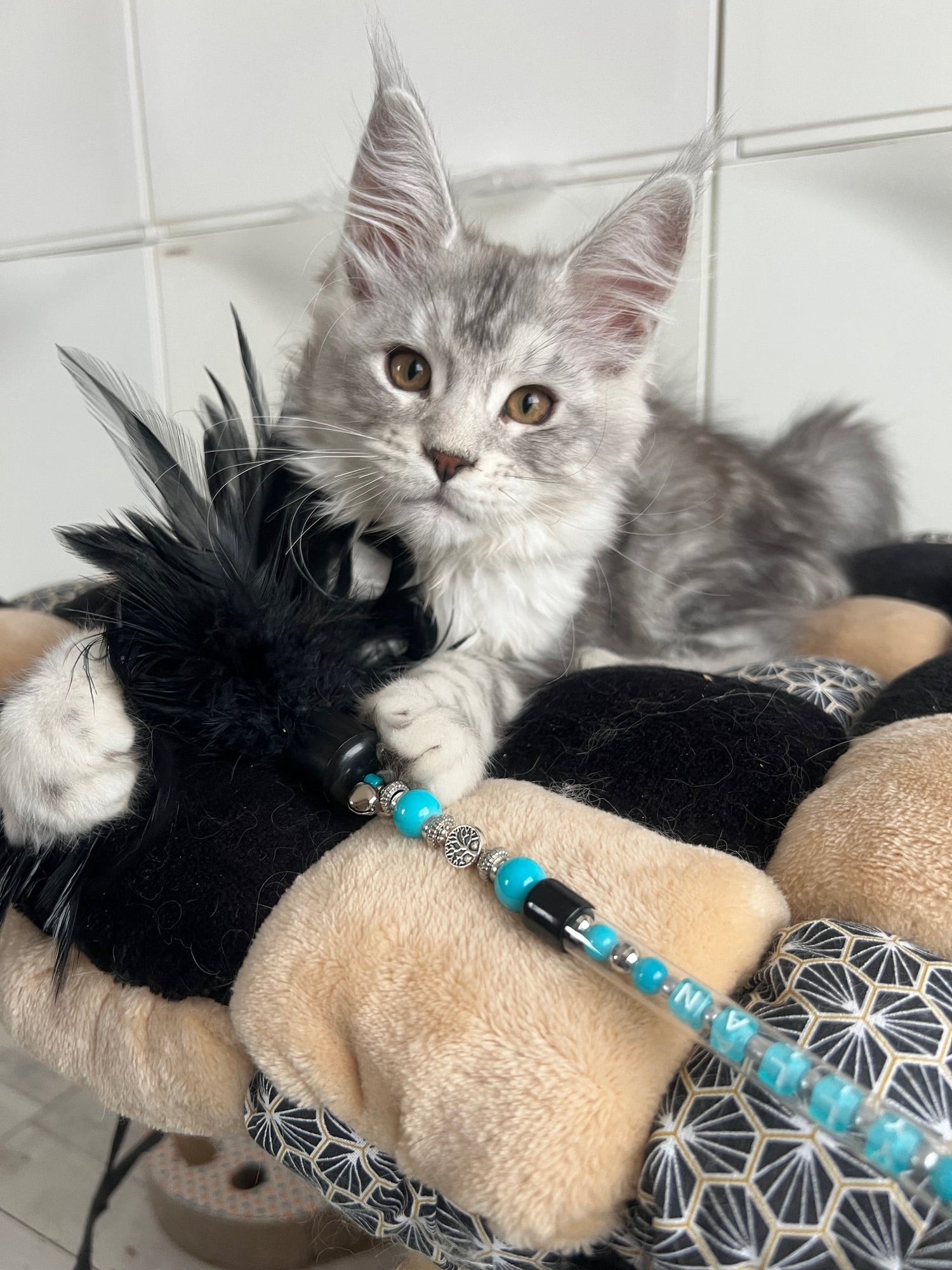 PLUMEAU BIJOU - Elegance et légèreté pour chats élégants