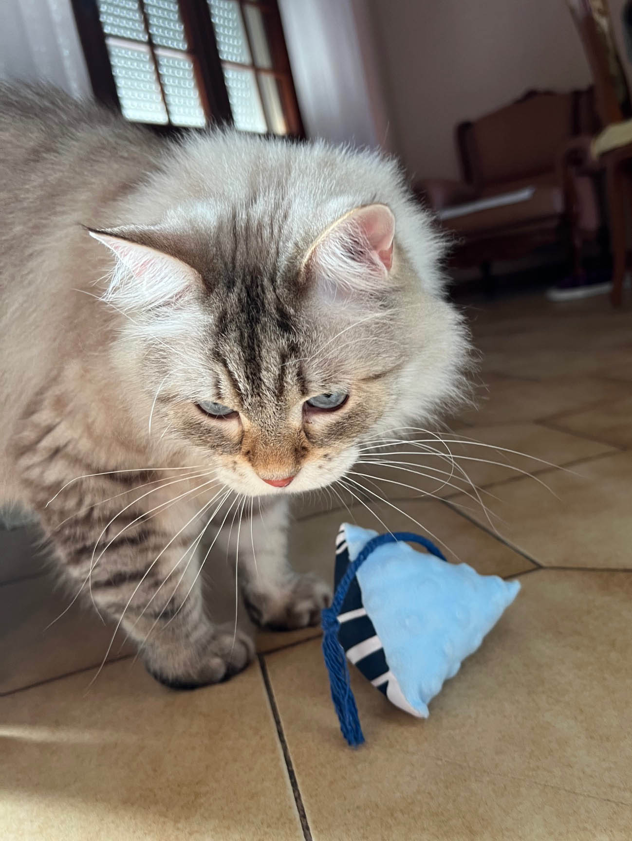 BERLINGRELO PREMIUM - Le petit coussin qui rend les chat foufous !