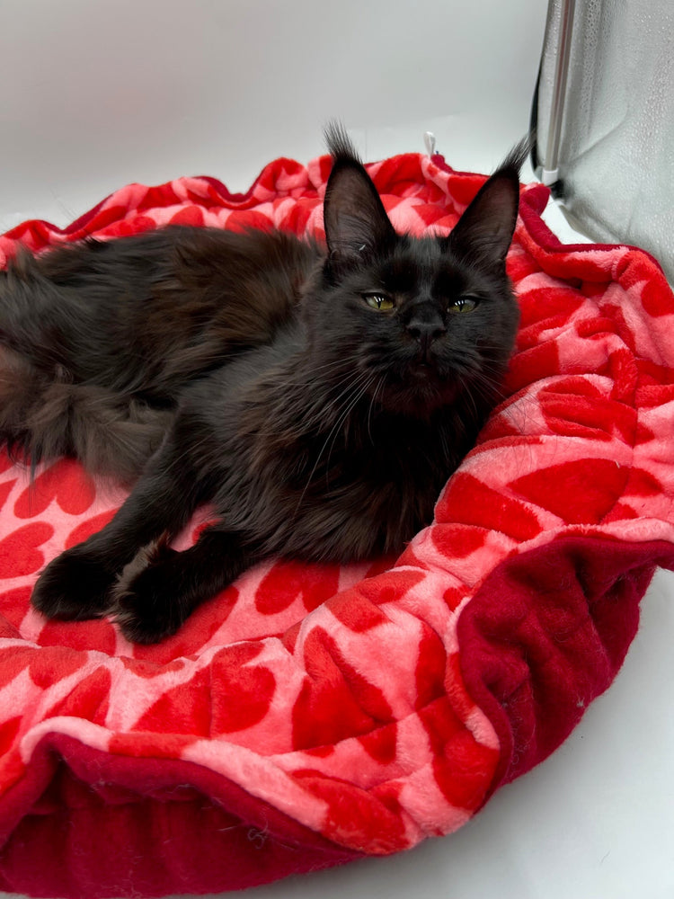 💖 Collection Saint Félix – La Saint-Valentin des chats
