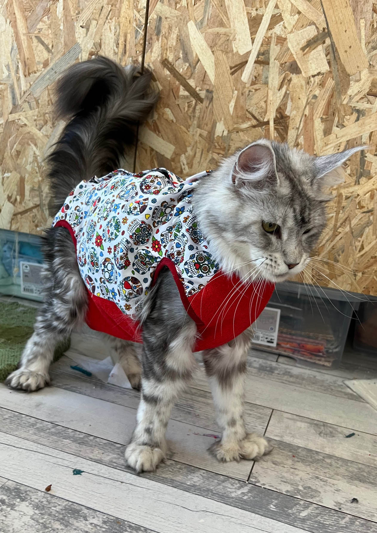 BODY - Protection optimale sans collerette