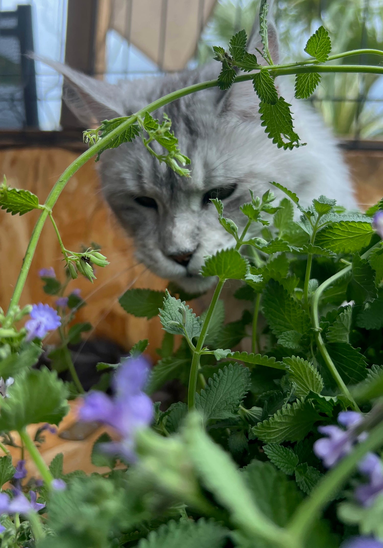 HERBE A CHAT ET BIENFAIT