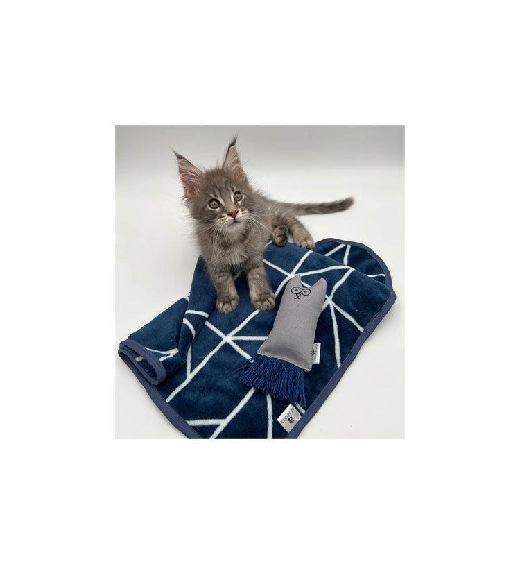 DECOUVREZ NOS KITS CHATONS