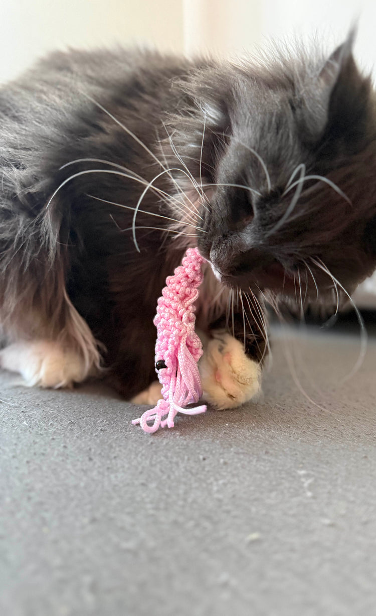 P'TITE CREVETTE 🦐 - La petite proie qui fait bondir les félins !
