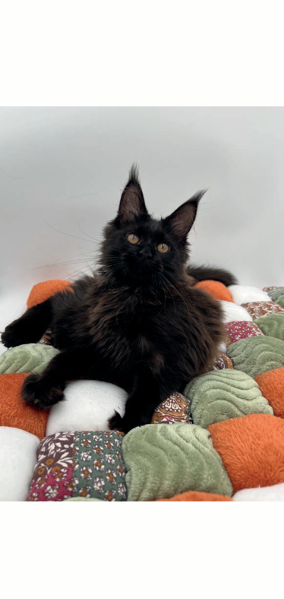 TAPIBOOL - Tapis patchwork moelleux & bien-être pour chatons exigeants