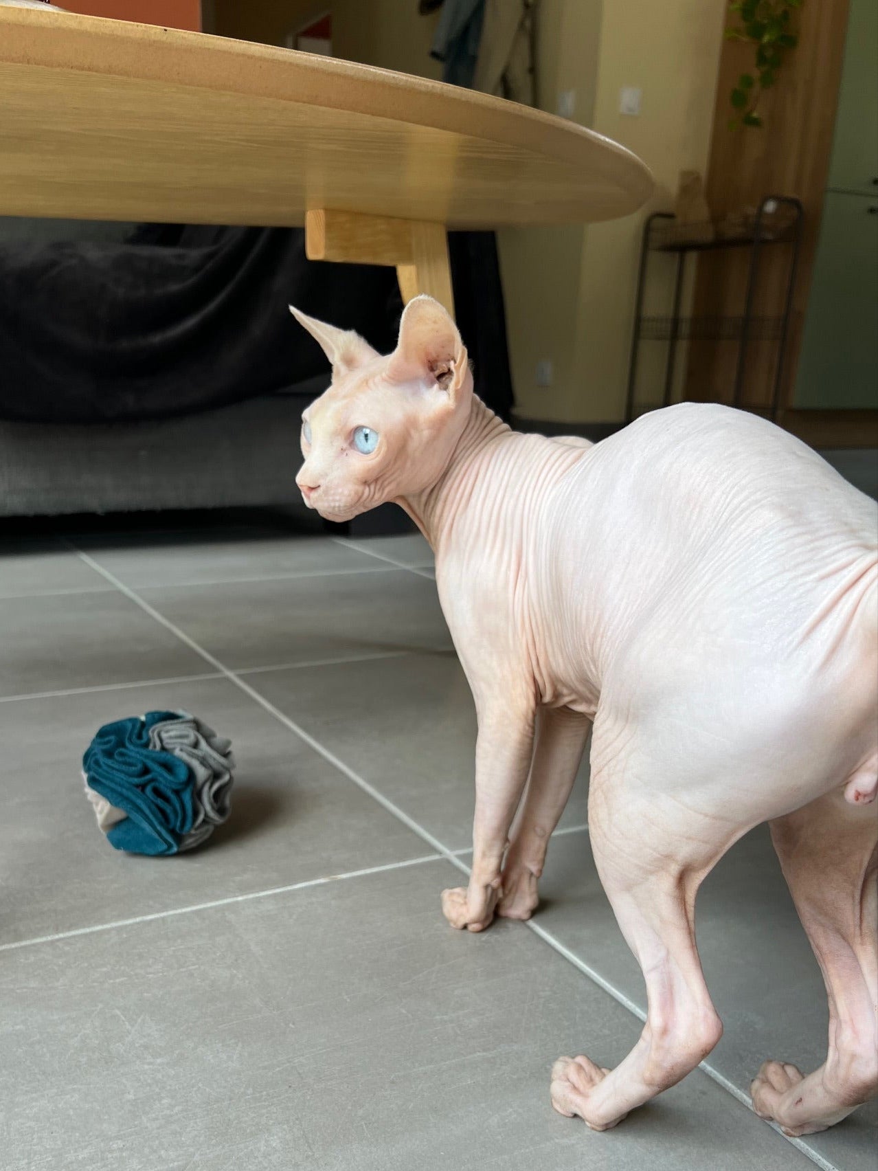 SNUFFLE CAT - Balle interactive en tissu polaire 10 cm