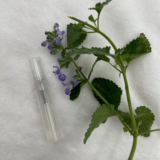 MINI VAPO'HERBES – Cataire (Nepetta cataria)